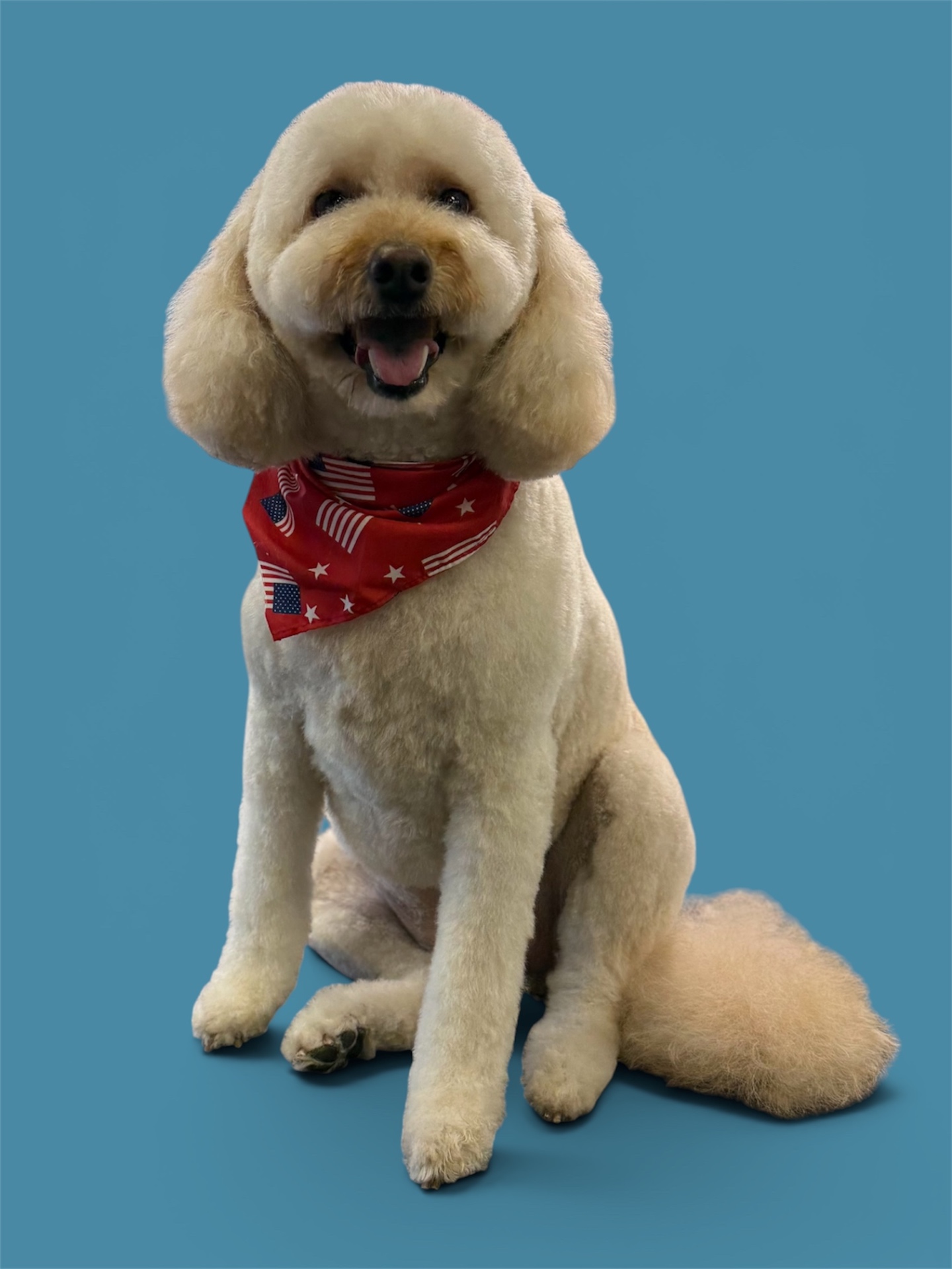 Goldendoodle in a stars-and-stripes bandana