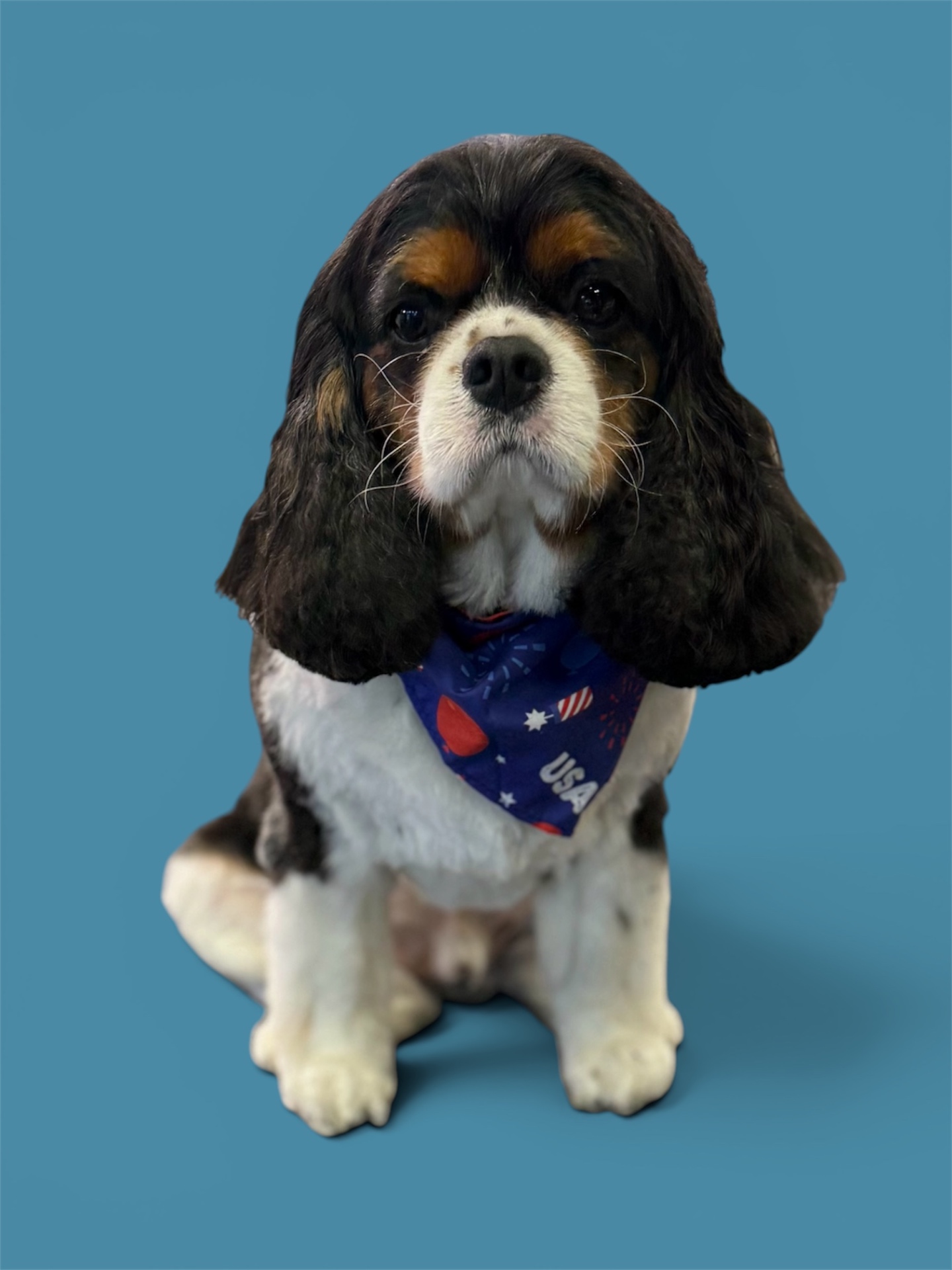 Cavalier King Charles in a USA bandana
