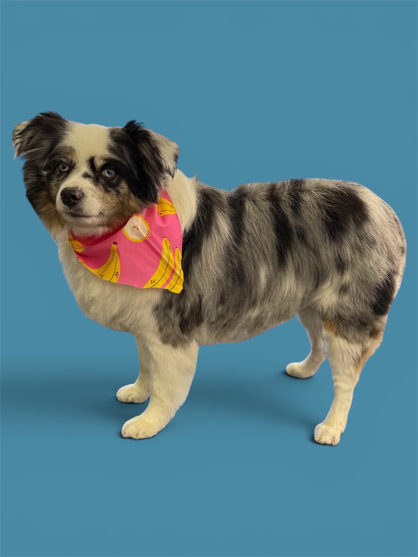 Aussie in a pink banana-print bandana