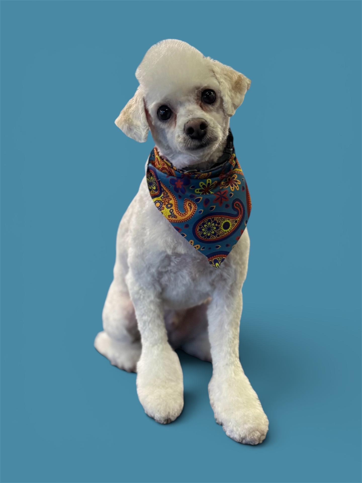 Poodle mix in a paisley bandana