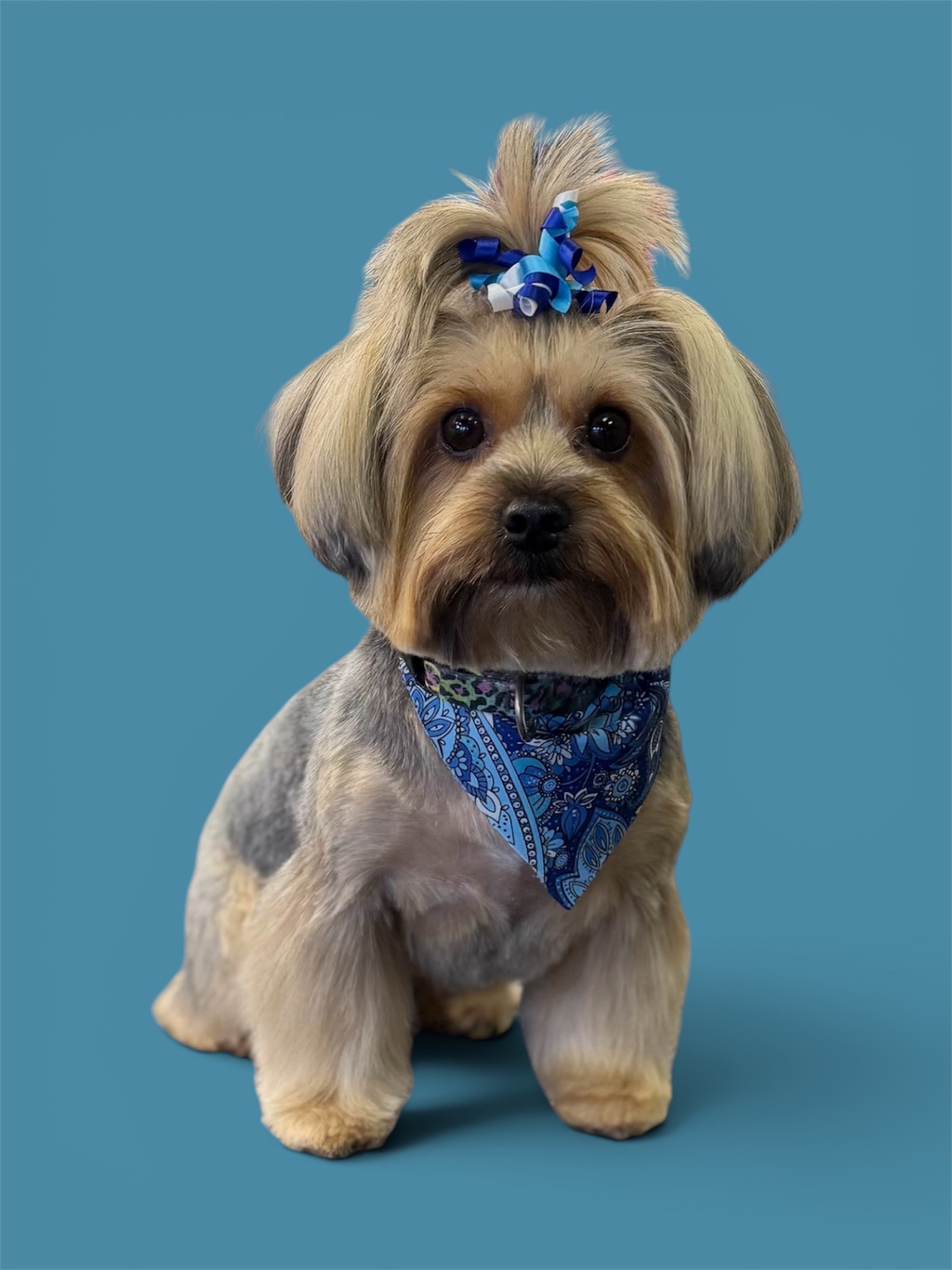 Happy groomed dog by Bark & Ride