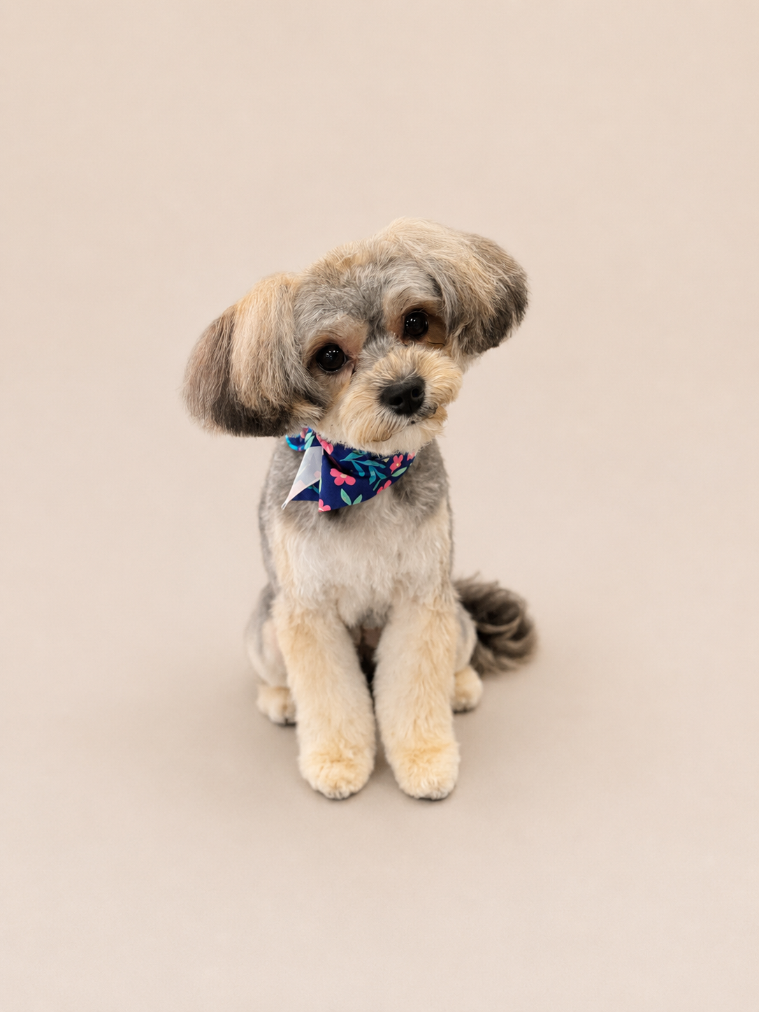 Happy groomed dog by Bark & Ride