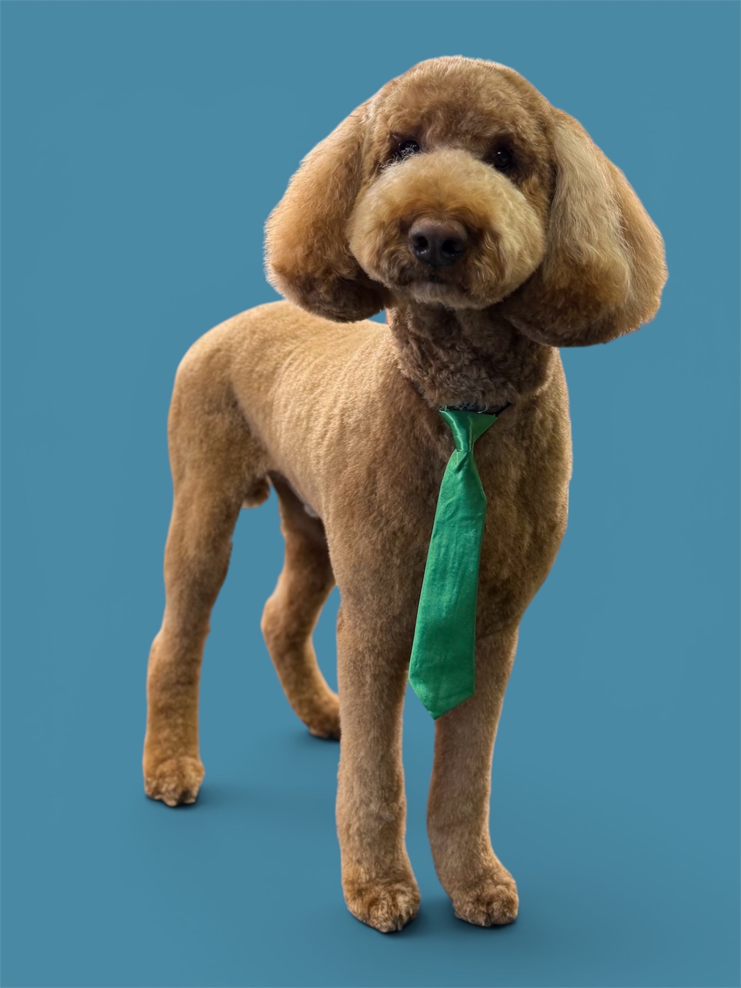 Red poodle wearing a green tie