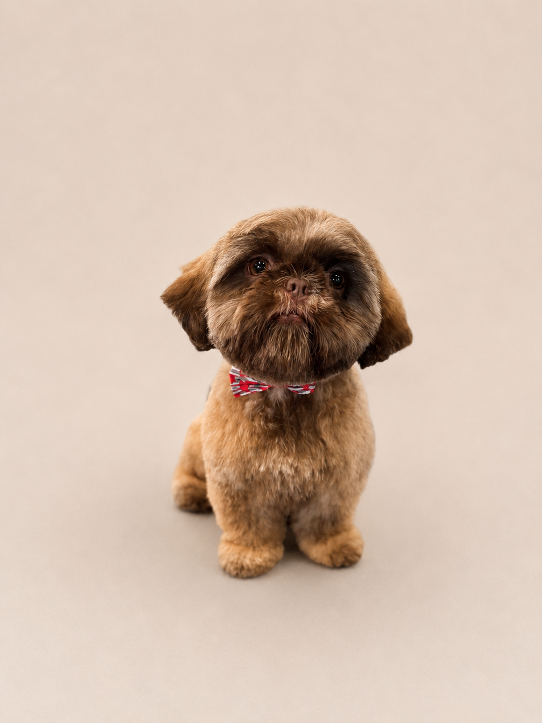 Shih tzu with a red bow tie