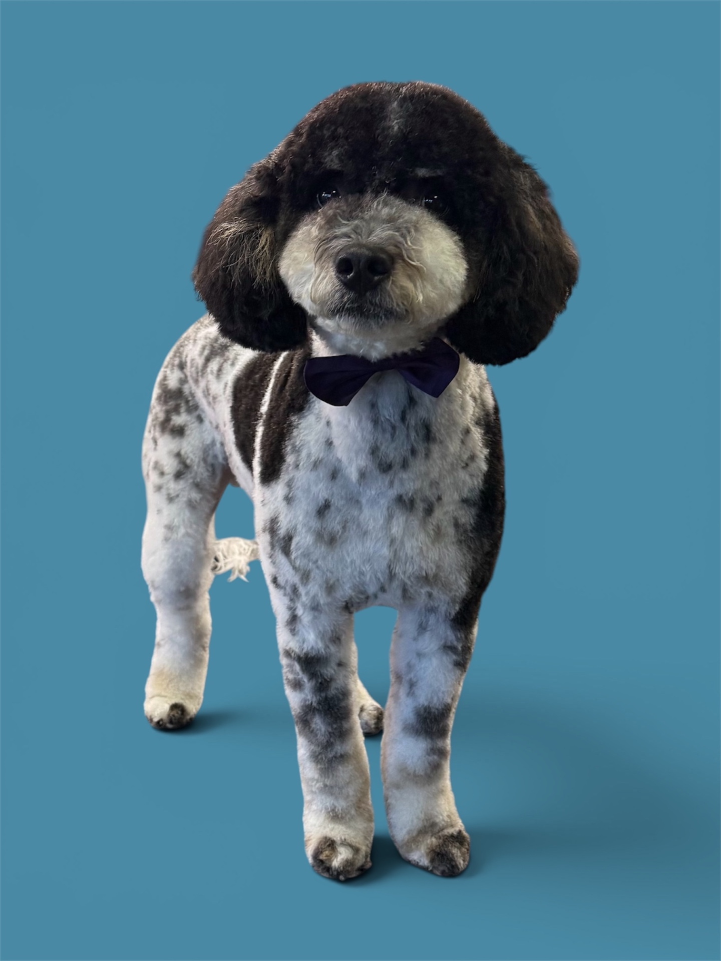 Parti poodle with a purple bow tie