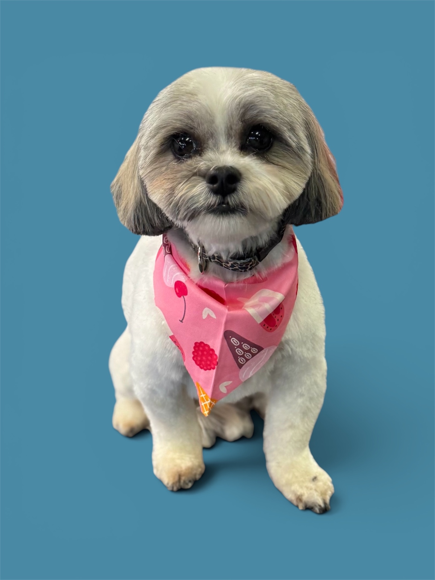 Happy groomed dog by Bark & Ride