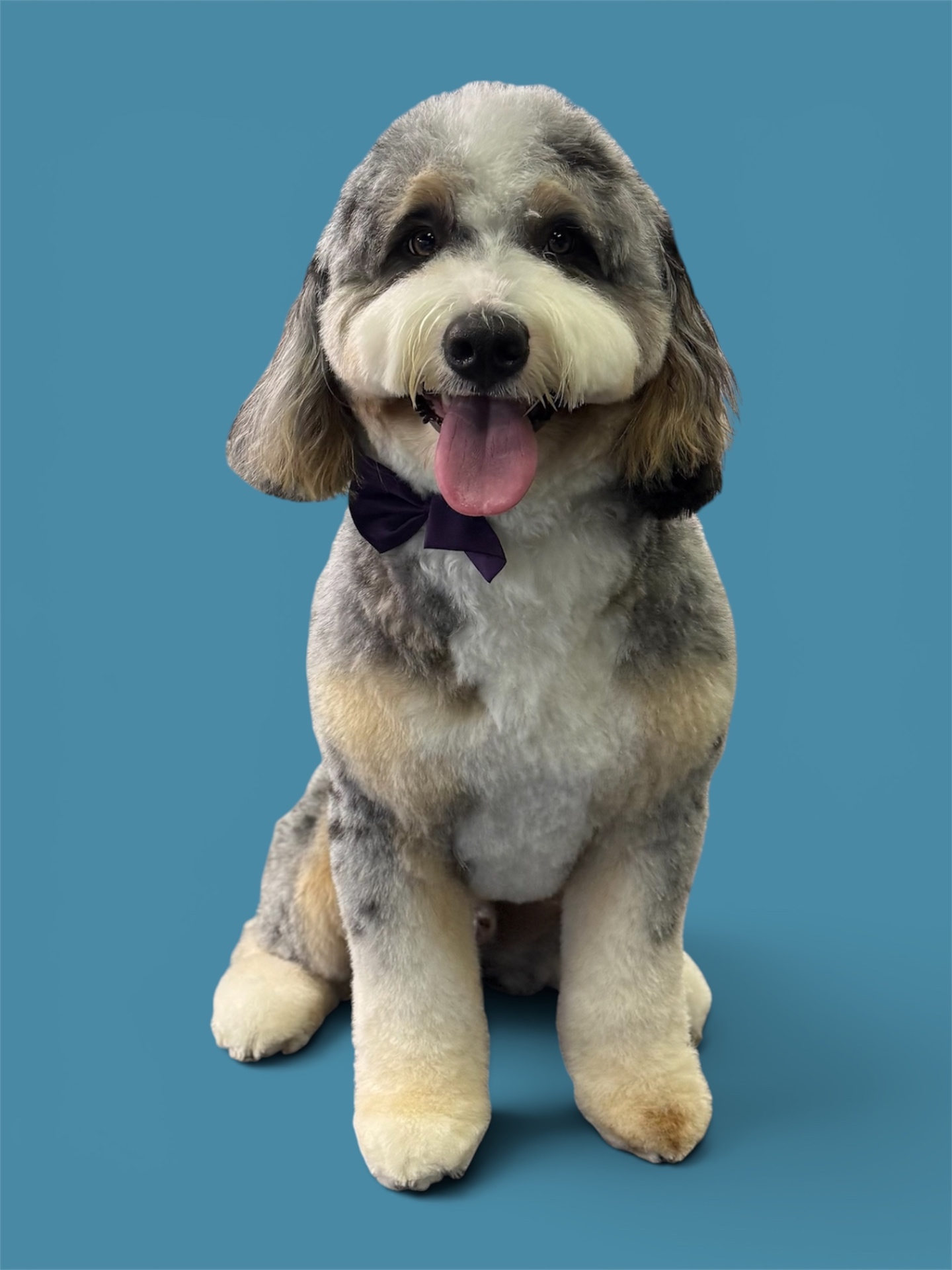 Bernedoodle with a purple bow tie