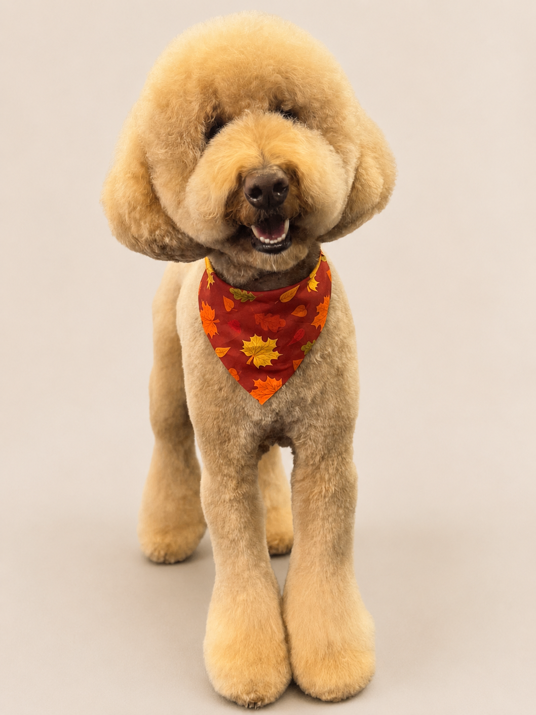 Happy groomed dog by Bark & Ride