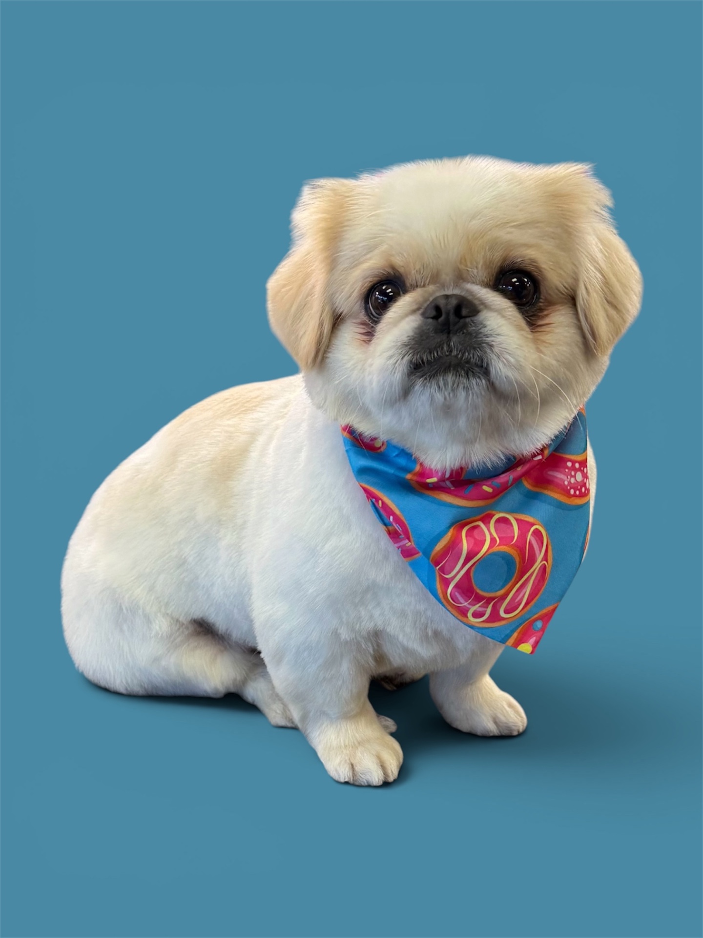 Happy groomed dog by Bark & Ride