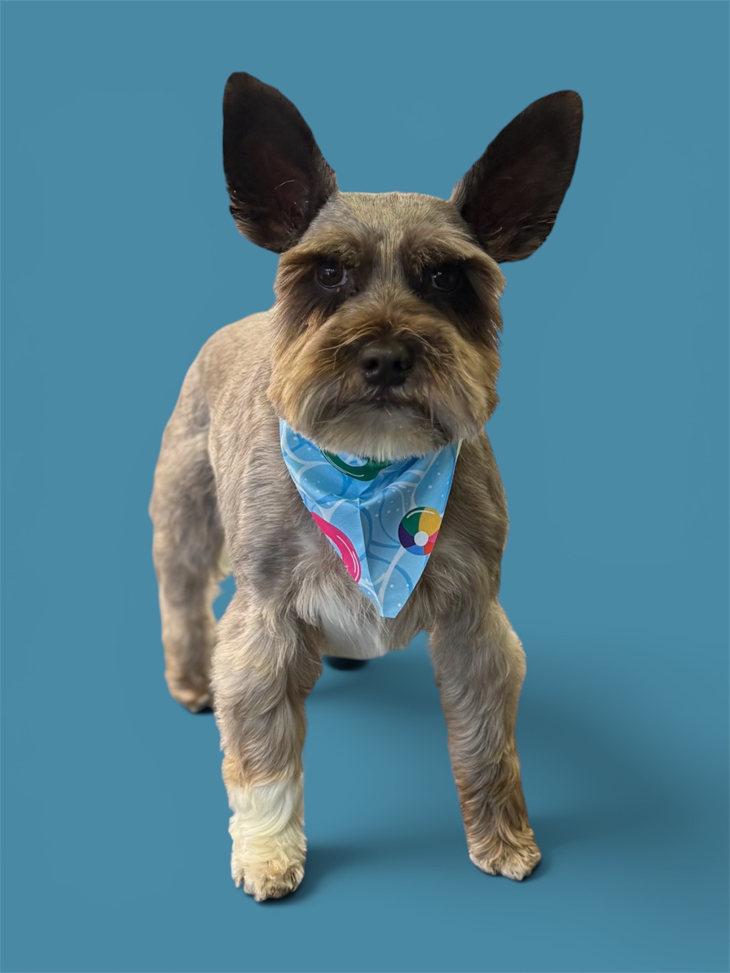 Schnauzer in a summer beach bandana