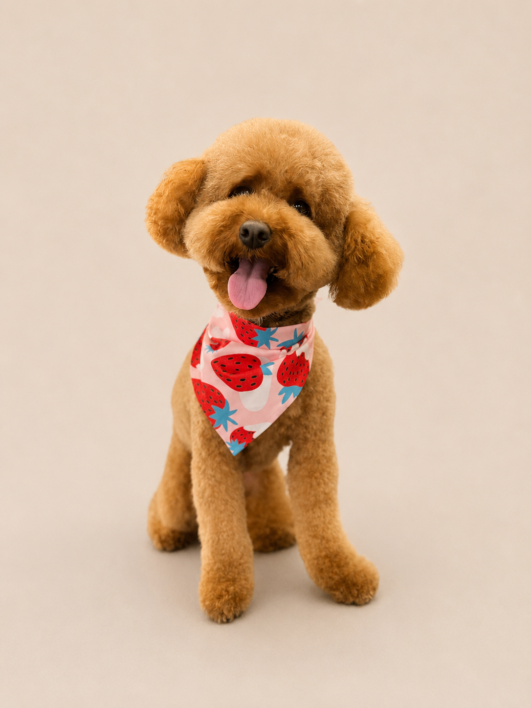 Happy groomed dog by Bark & Ride